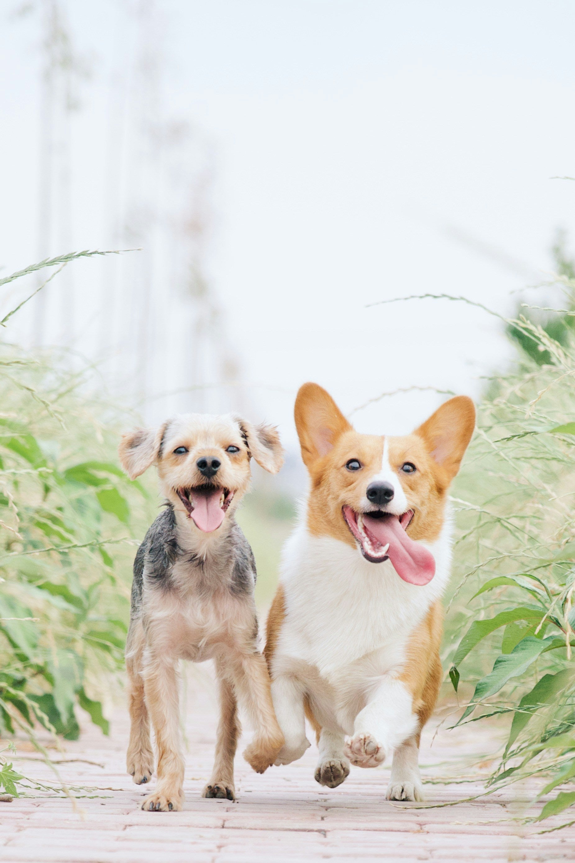 Tiny seeds with big benefits- Here’s the secret as to why hemp and flax seeds are the key to a happy pup!