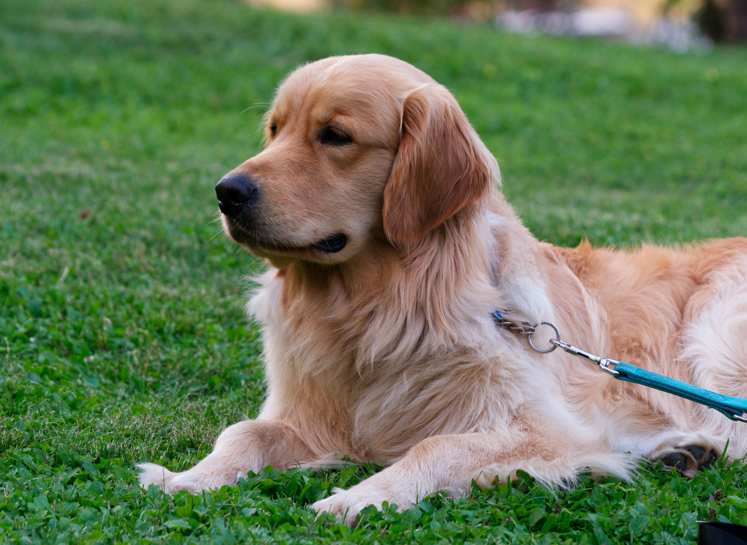 3 Things You Should Never Feed Your Pup! 🐶❌🍫