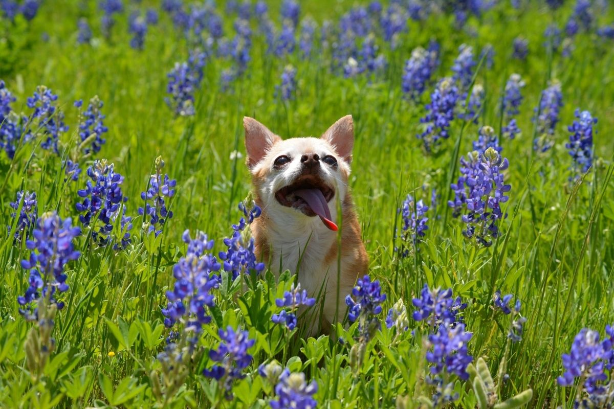 Happy doggy running through a field of spring flowers