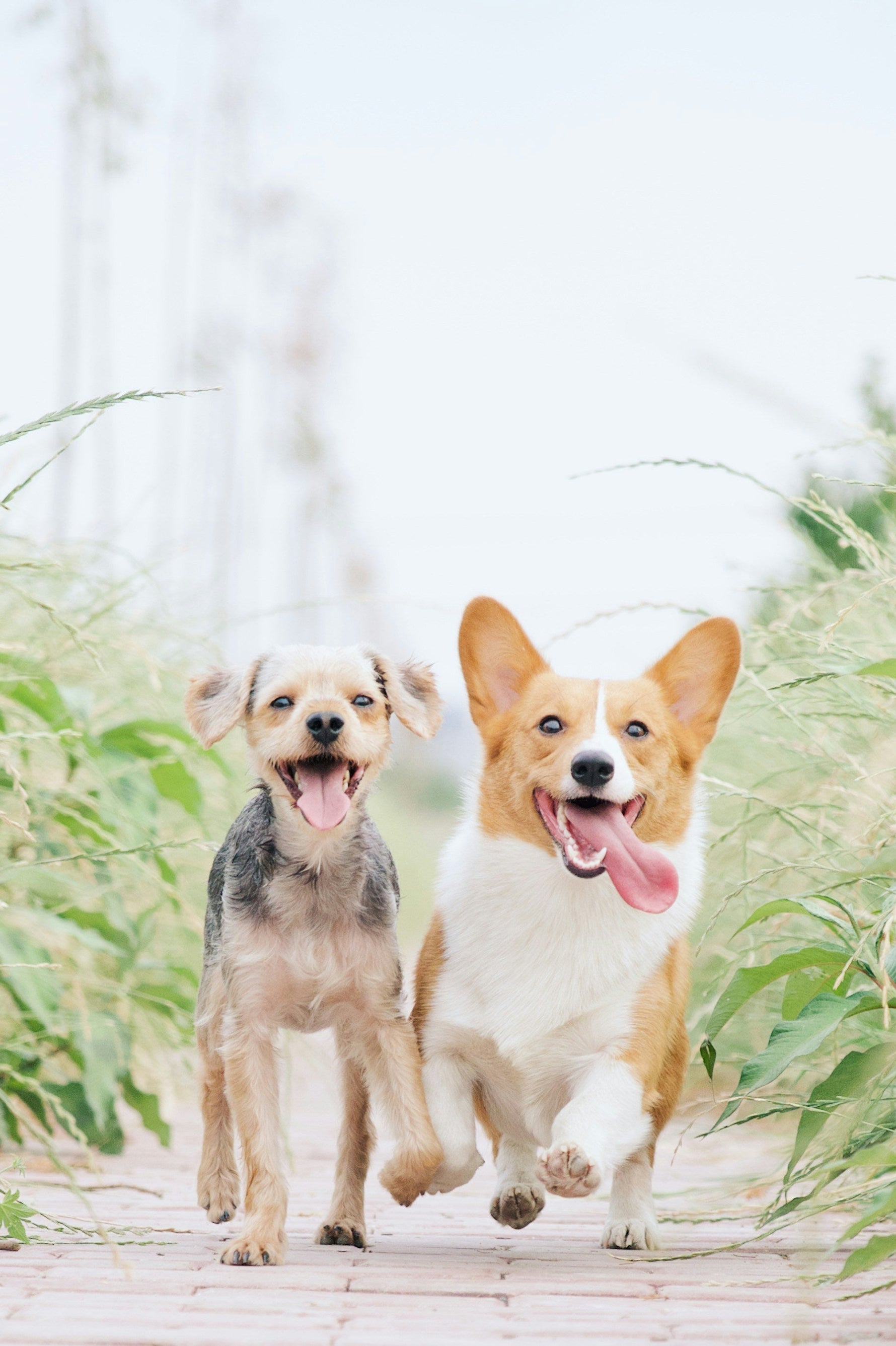 Tiny seeds with big benefits- Here’s the secret as to why hemp and flax seeds are the key to a happy pup!