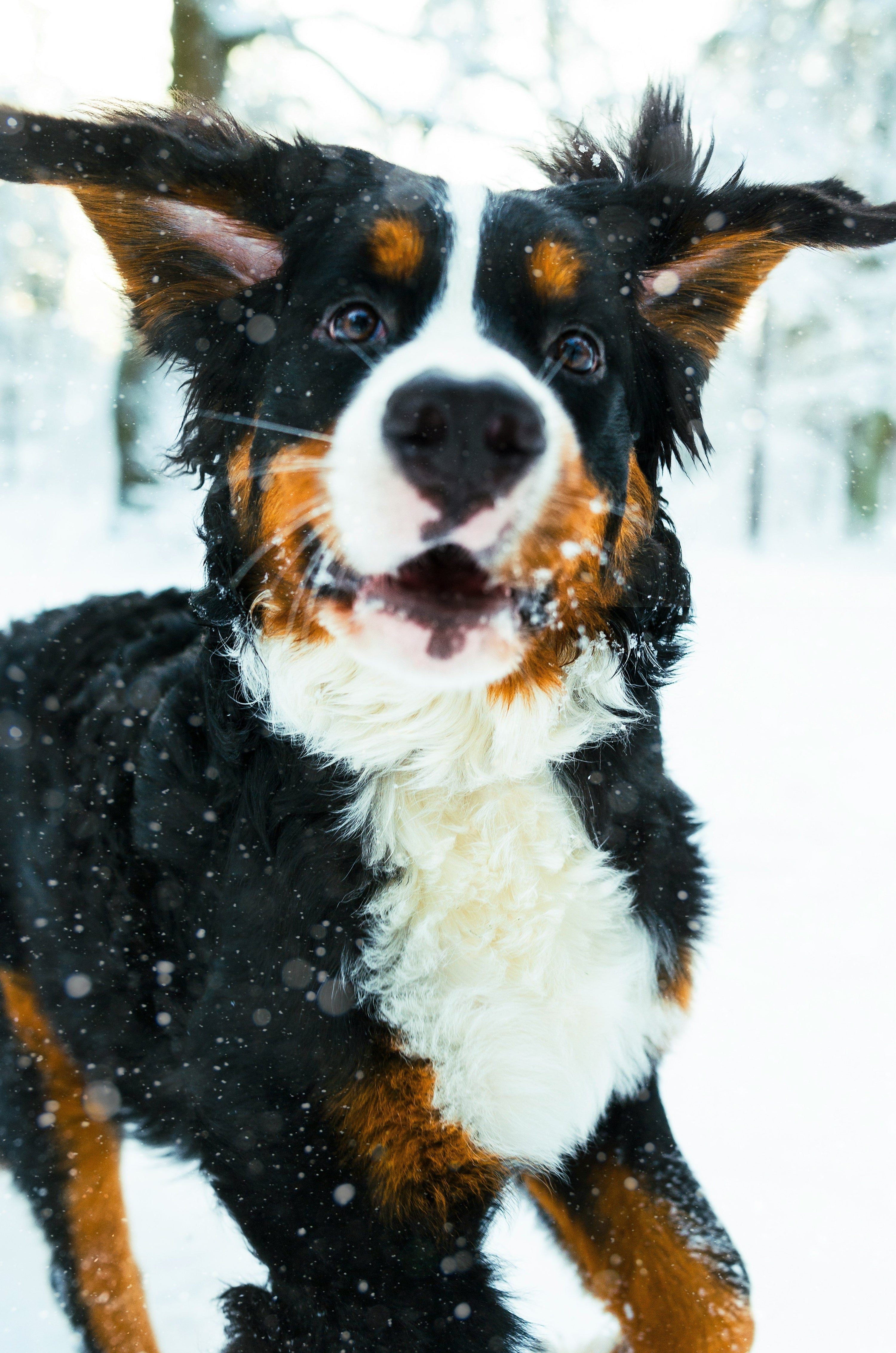 Happy Bernese Mountain Dog playing in the snow, capturing the cozy and joyful spirit of winter
