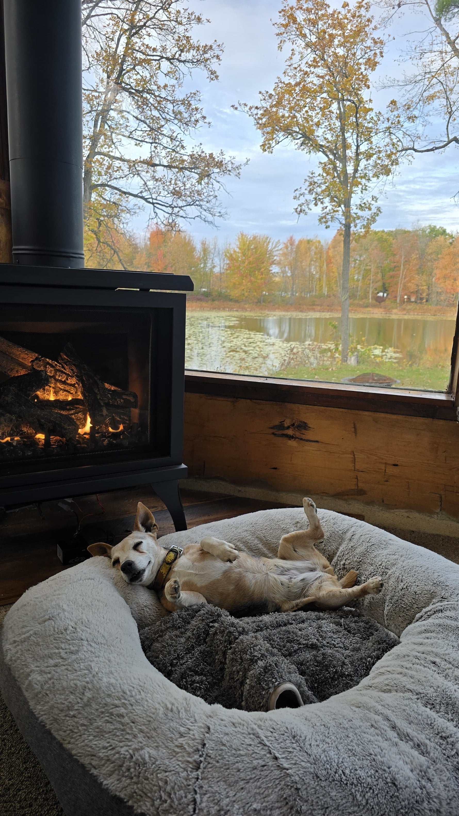 10 ways to encourage good behaviour in your pup!