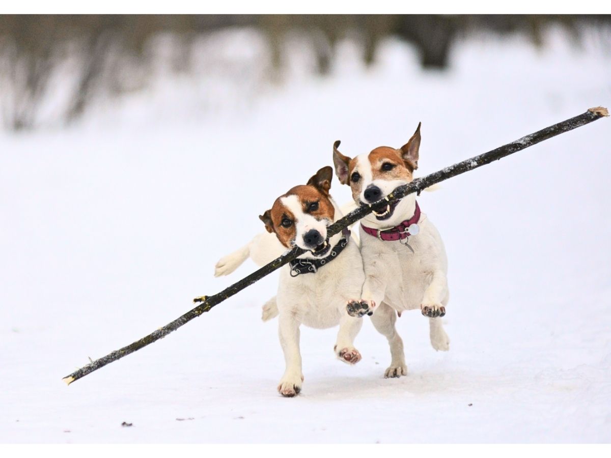 Two happy dogs playing with a stick in winter snow