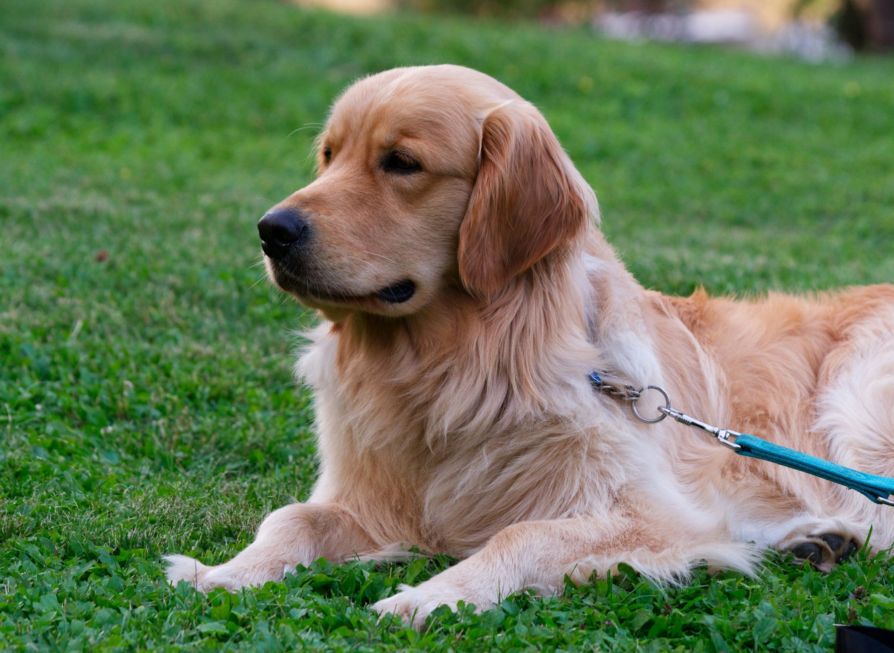 3 Things You Should Never Feed Your Pup! 🐶❌🍫