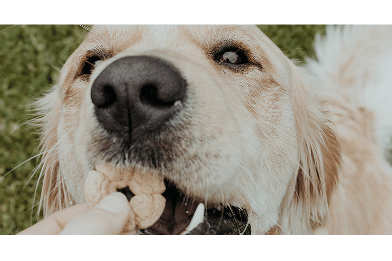 golden retriever enjoying a kangaroo treat