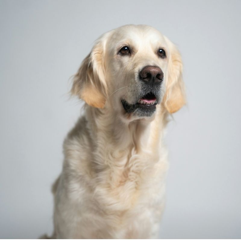 Low Fat & Pancreatitis Safe