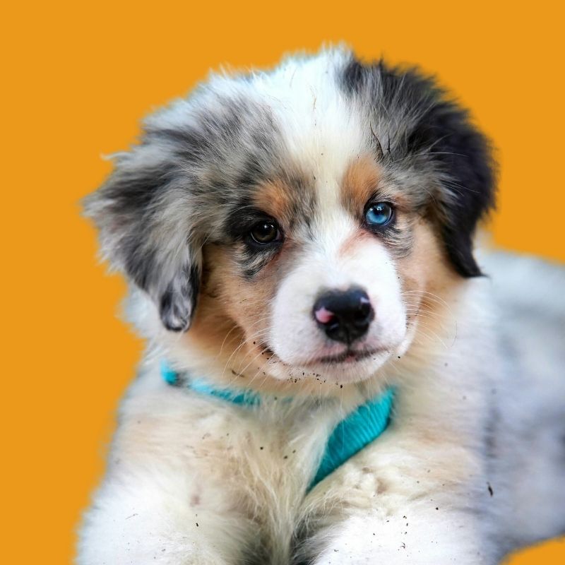 Puppy