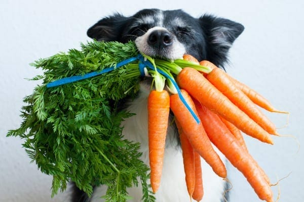 happy doggy with a mouth full of vegetables