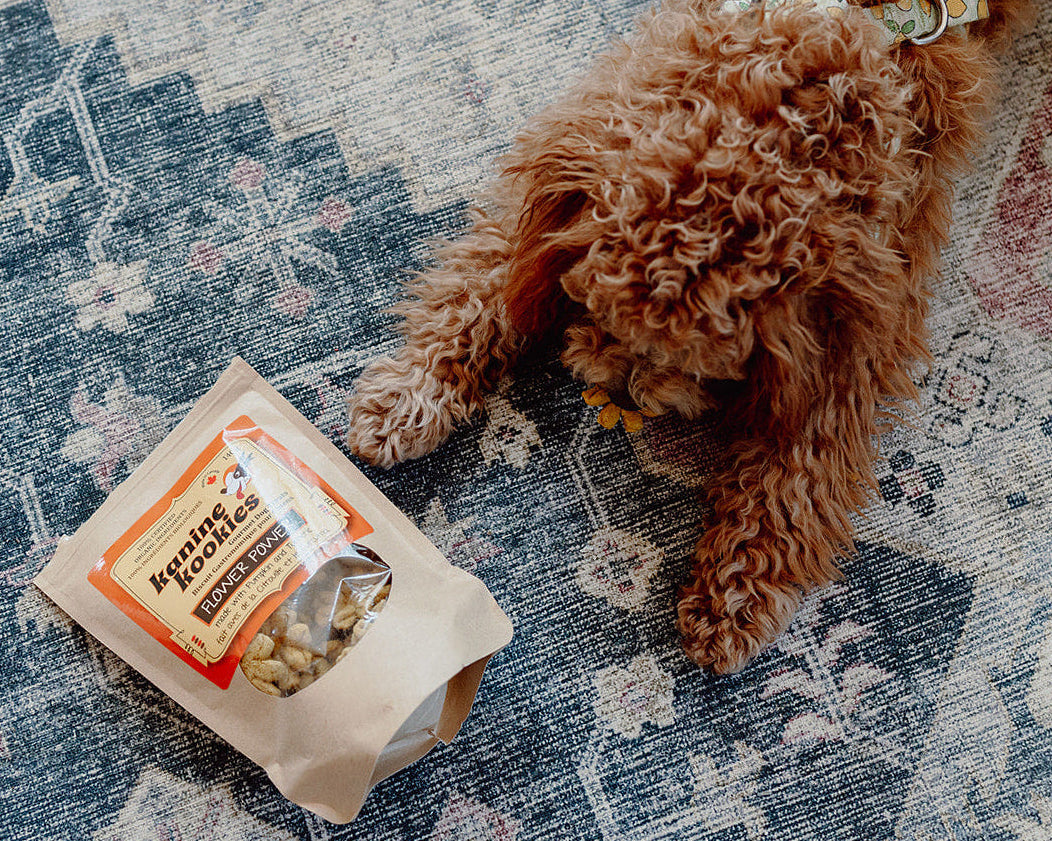 Small brown dog sniffing natural Kanine Kookies dog treats on patterned rug